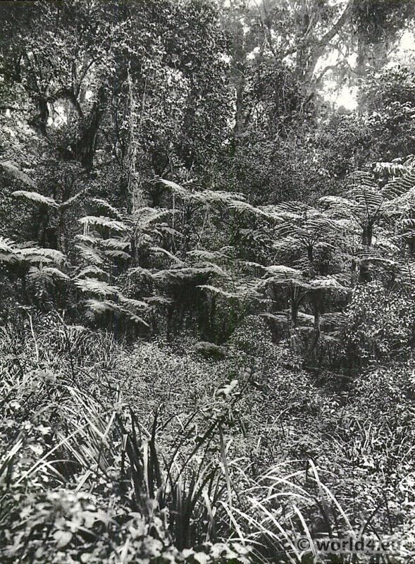 African botanic jungle. Forest on Mt. Kilimanjaro.