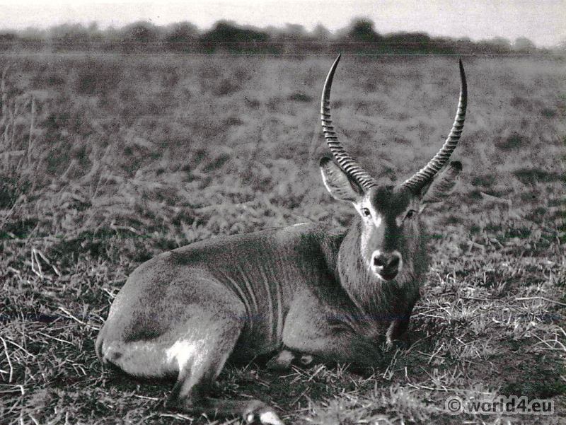 African Water-buck. Animal of Africa.