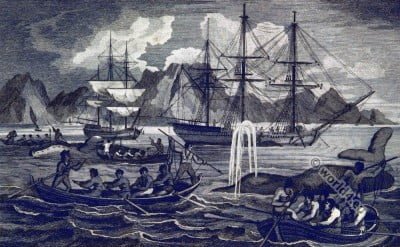 Whale, fishery, South Africa, Table Bay, 