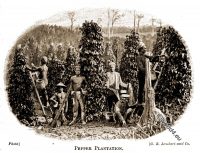 Indian plantation workers at Malabar around 1910.
