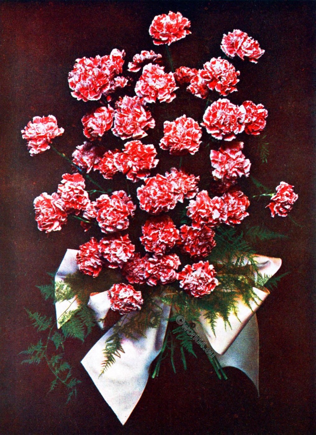 Gerbe, Carnation, Roses, Bouquet, Decoration