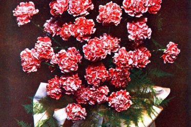 Gerbe, Carnation, Roses, Bouquet, Decoration