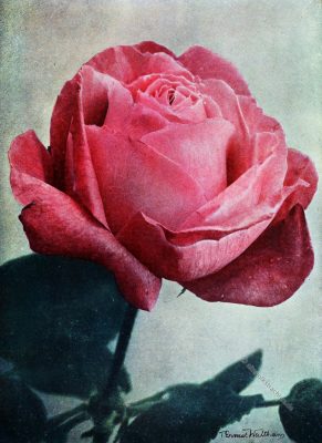 MRS. John Laing, Old Roses, 
