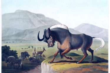 Samuel Daniell, Wildebeest, Gnu. frican antelope, Africa, Gnoo,