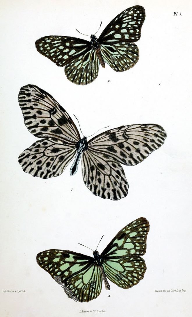 butterfly, Nectaria Jasonia, Floater, Spectre, Silver-paper, Fly