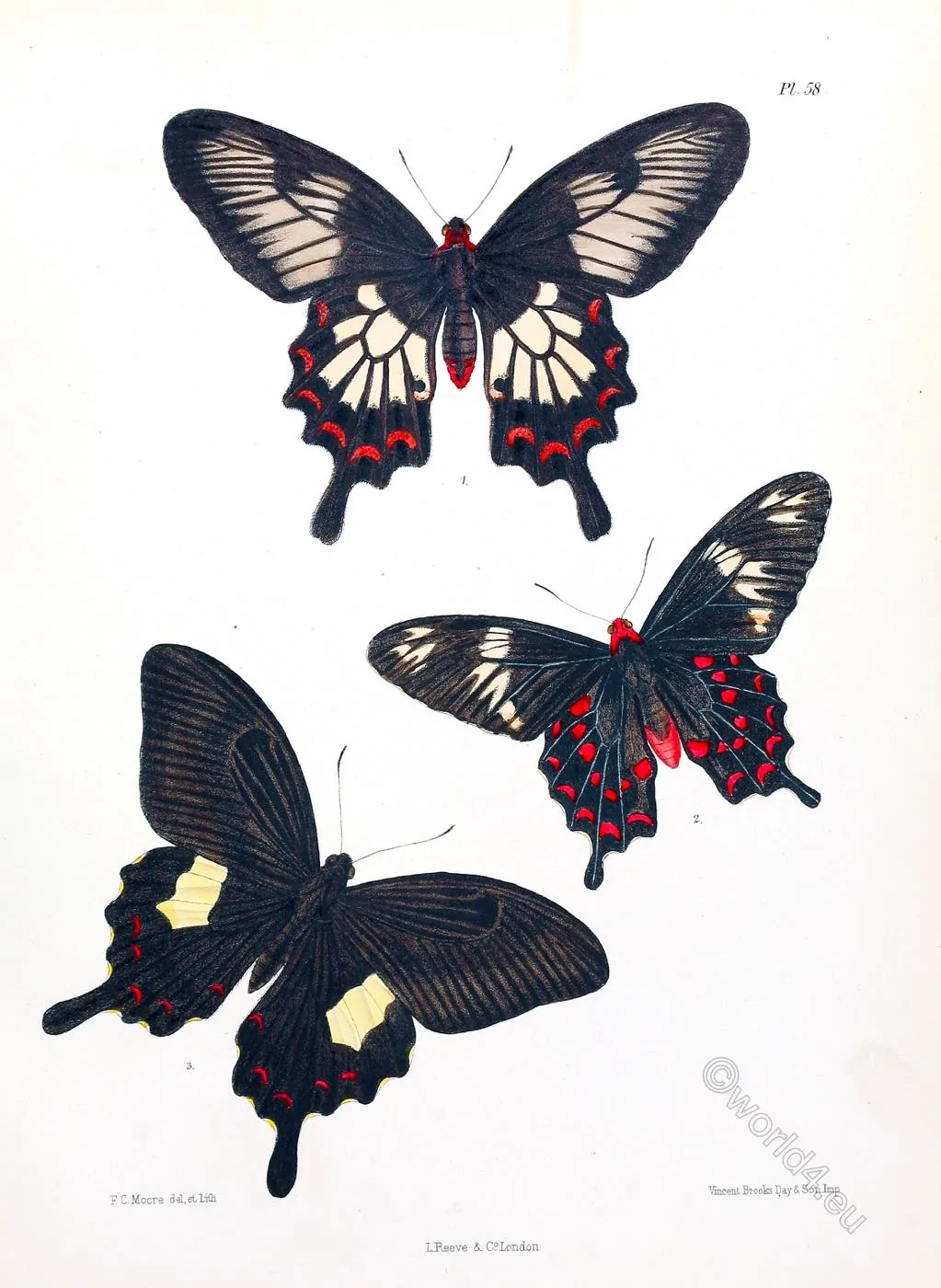Butterflies, Papilio, Charus, Helenus,
