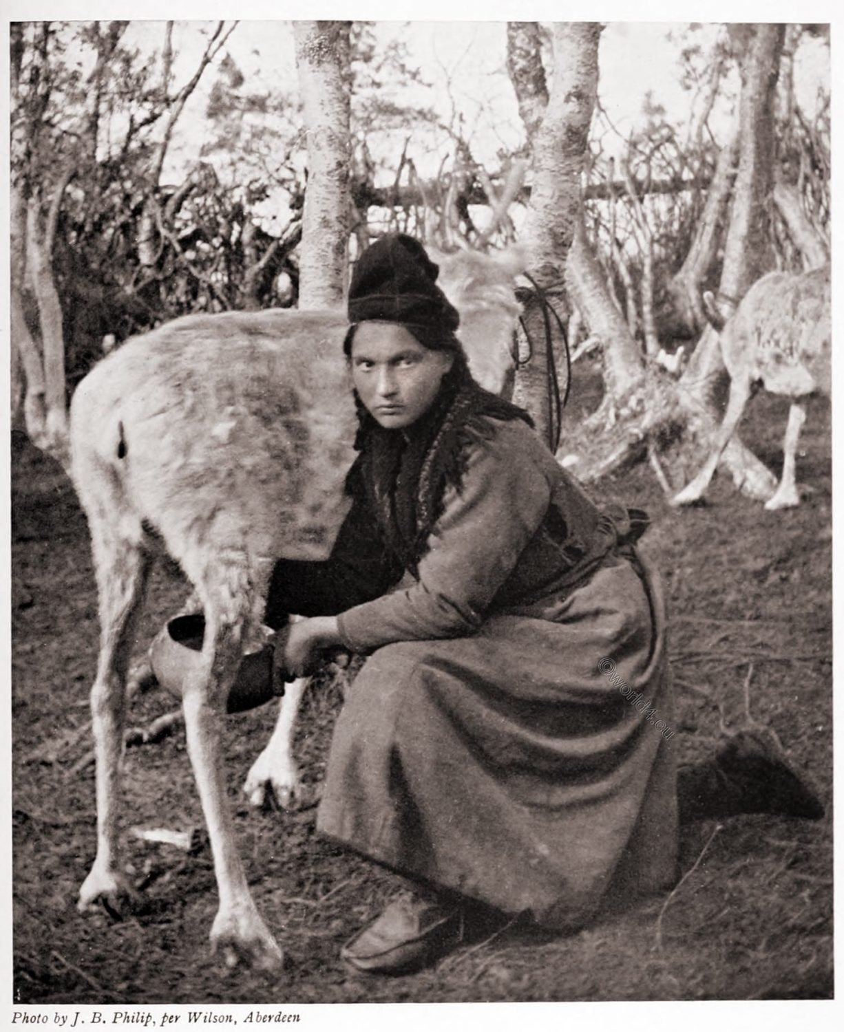 Sámi, women, lapp, Lapland, costume, milking, rendeer, reindeer,