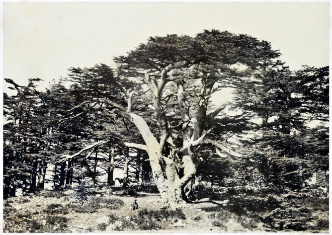 Cedars, Mount, Lebanon, travel, tree, Francis Frith, Maronites