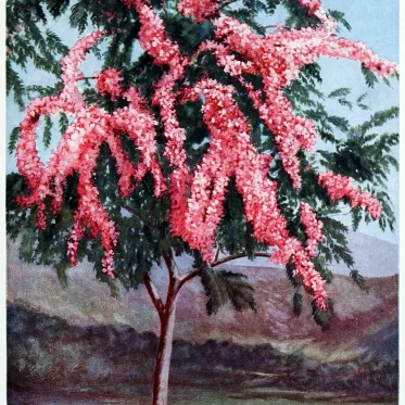 Cassia, nodosa Ham, cathartocarpus, Hawaii,