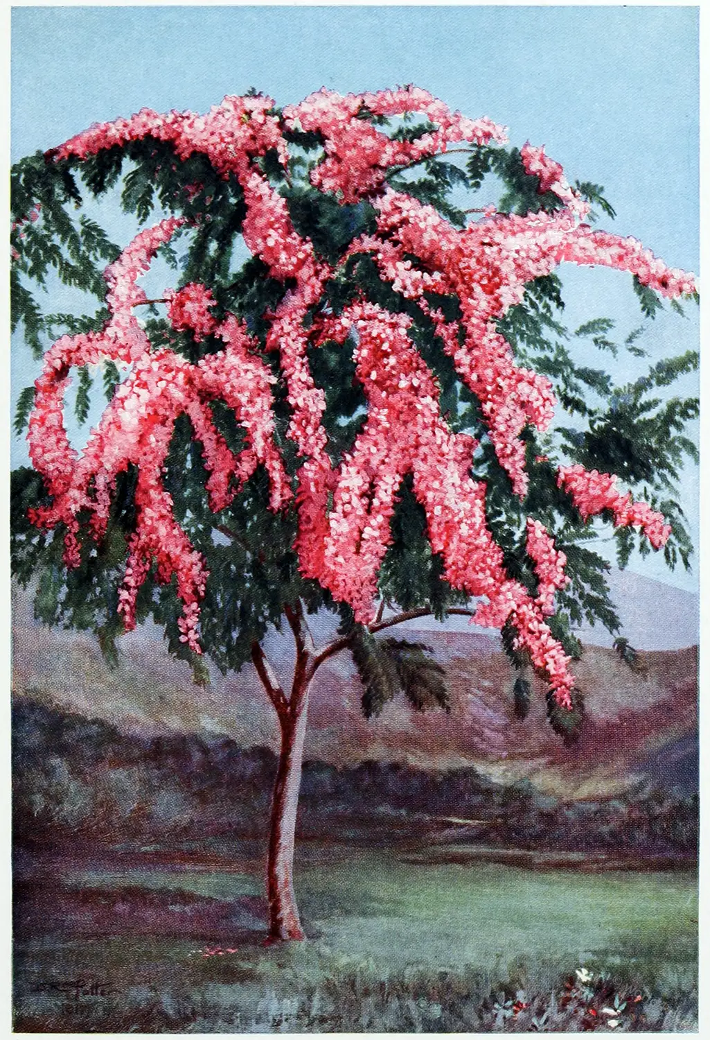 Cassia, nodosa Ham, cathartocarpus, Hawaii,