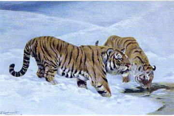 The Siberian or Manchurian Tiger (Felis tigris mongolica)