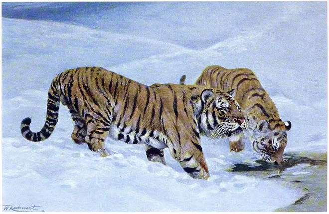 Manchurian, Tiger, Felis tigris mongolica