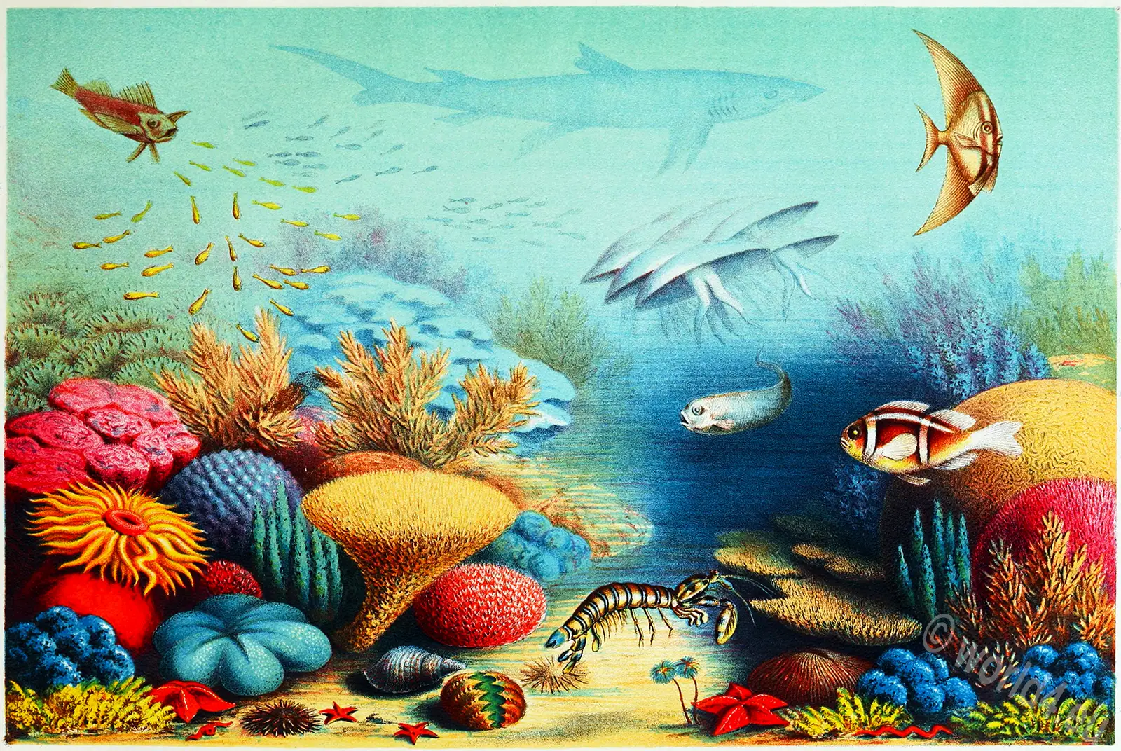 Sinai, Red sea, marine, animals, fishes, System, corals, Arabian, Family tree, Ernst Haeckel,